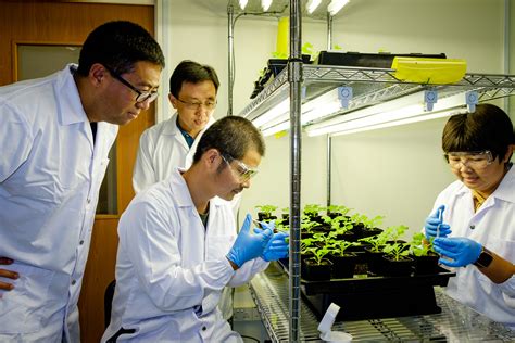 Bioengineering crops to yield more vegetable oils | NTU Singapore 