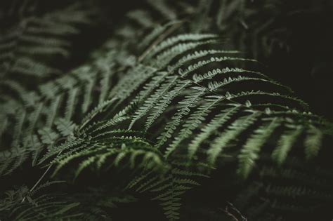 300,000+ Free Green Forest Aesthetic & Aesthetic Images - Pixabay