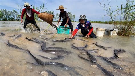 Amazing Fishing A Three Fisherman Skill Catch Fish A Lots In Flooding