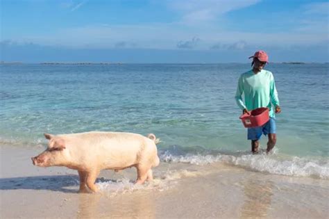 Nassau Swim With Pigs Rose Island Half Day Tour By Boat Nassau Guide