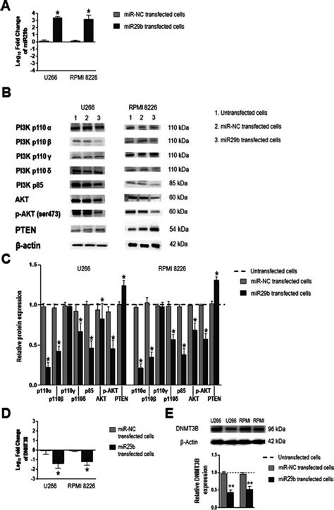 Mirna Specific Stem Loop Primers Thermo Fisher Bioz