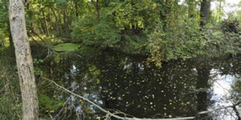 Leipziger Auwald ein Biodiversitätshotspot an der Belastungsgrenze