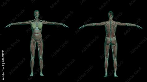 human female anatomy with muscles and skeleton Stock Illustration ...