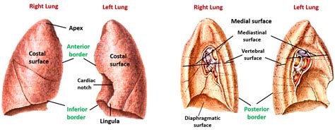 Lungs Anatomy Qa