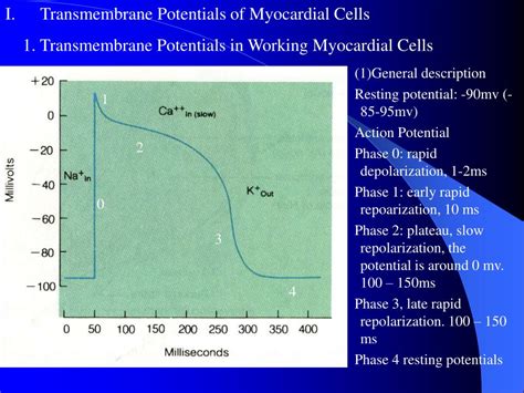 Ppt Section 2 Electrophysiology Of The Heart Powerpoint Presentation