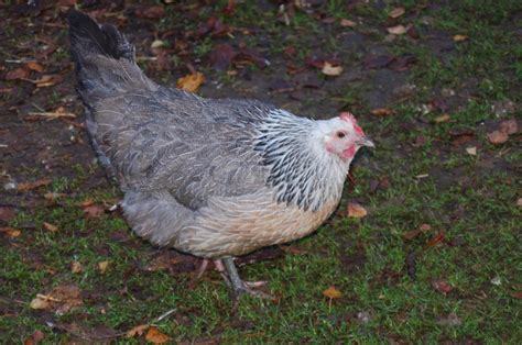 Jersey Giant For Sale | Chickens | Breed Information | Omlet