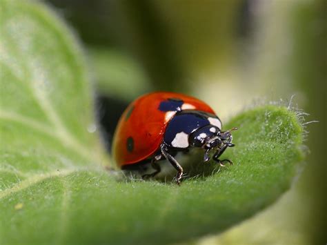 Charlotte Ladybug Infestations Causes Prevention And Removal Carolina