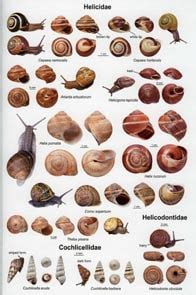 Identification Resources For Snails Taxonomic Collections