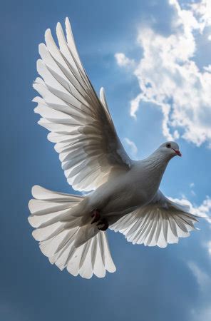 Cuánto tiempo viven las palomas mensajeras