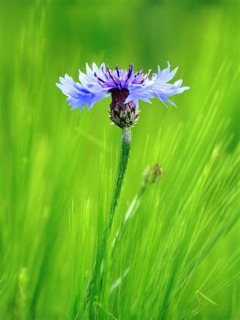 Banco De Imagens Natureza Flor Plantar Campo Prado Dente De Le O