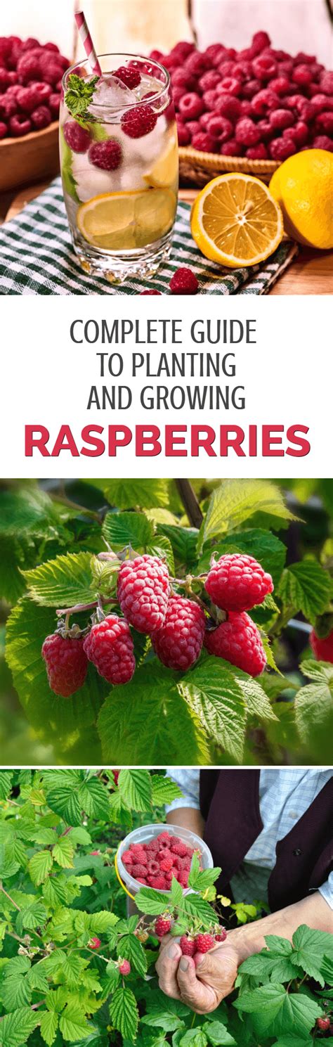 How to Plant Raspberry Canes - Dreamley