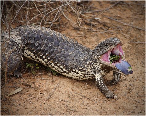 Moments in Time: Blue Tongue Lizard...