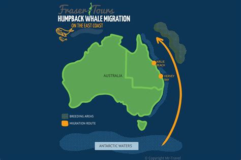 When To Go Whale Watching In Hervey Bay Fraser