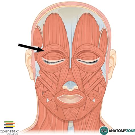 Orbicularis Oculi Muscle