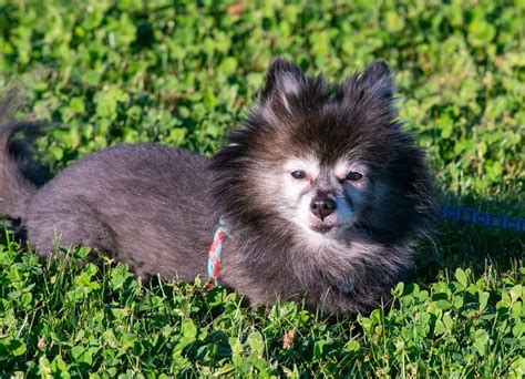 45 Pomeranian Haircuts & Grooming Ideas for Dog Lovers (2024 Styles)