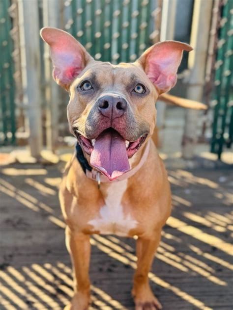 Local activists criticize Brandywine SPCA over its newest adoption policy 20