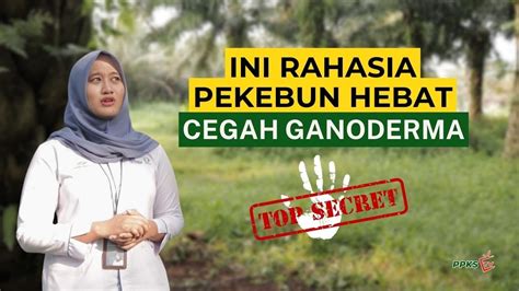 Mudah Cara Mencegah Ganoderma Di Kebun Sawit Youtube