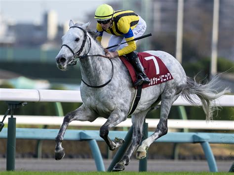 ステイヤーズs2023特集 過去10年の結果｜競馬予想のウマニティ