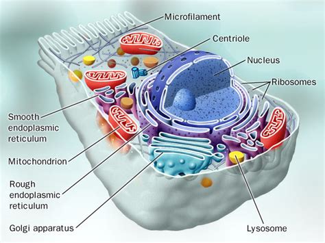 BIOTEK: CORE A - CELL STRUCTURE