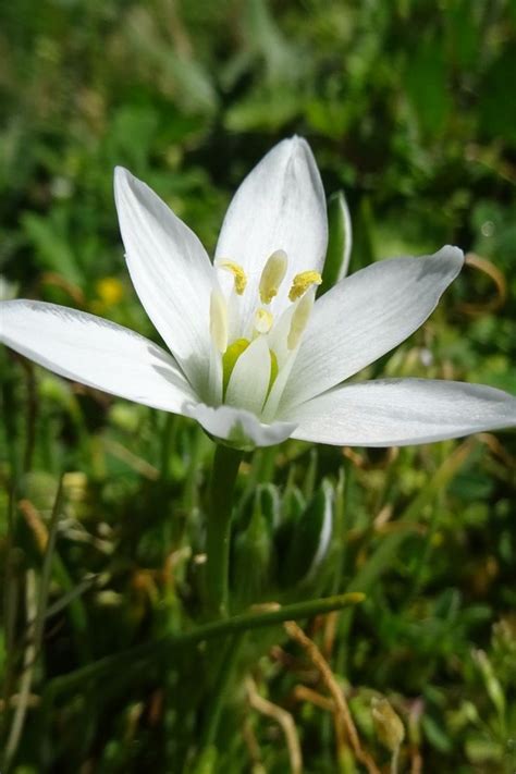 Ornithogale Ornithogalum Ou Asperge Des Bois Plantation Culture