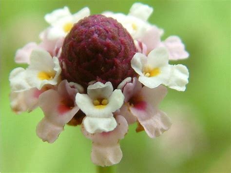 Frog Fruit (Lippia nodiflora) Seed for Sale | Seeds, Floral, Fruit