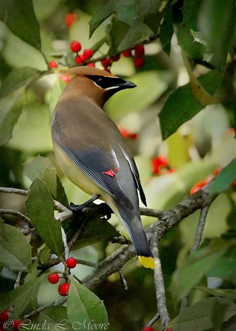 Cedar Waxwing Bohemian Waxwing Fat Bird Cedar Waxwing Song Bird