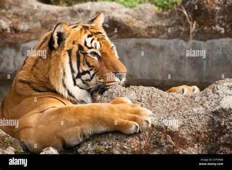 El Tigre De Bengala Real Panthera Tigris Tigris Despert Con Fore