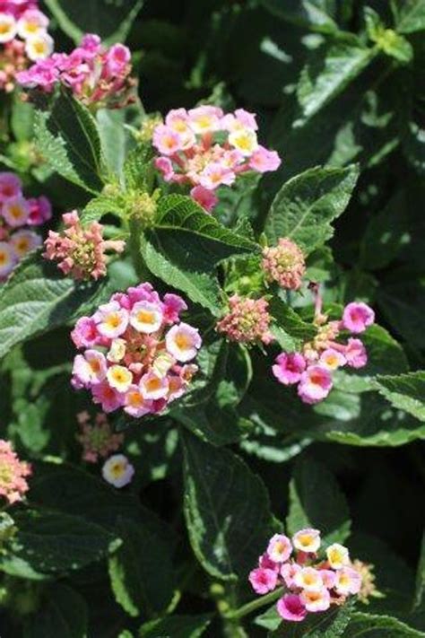 Lantana Camara Bandana Devil Mountain Wholesale Nursery