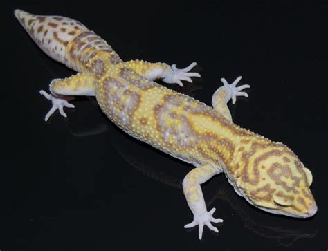 Albino Eclipse Leopard Gecko By Phoenix Cry On Deviantart