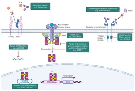 Cancers Free Full Text Multicellular Effects Of Stat3 In Non Small Cell Lung Cancer