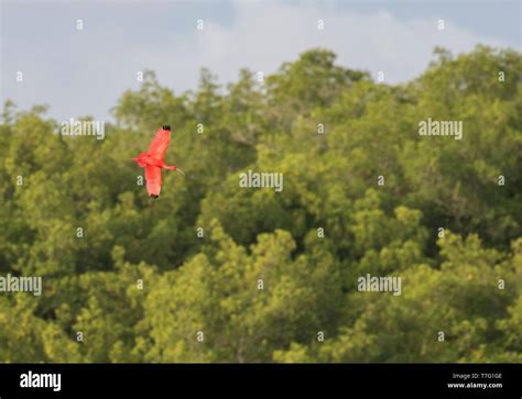 Flying Scarlet Ibis (Eudocimus ruber) on the island of Trinidad in the Caribbean. In flight in ...