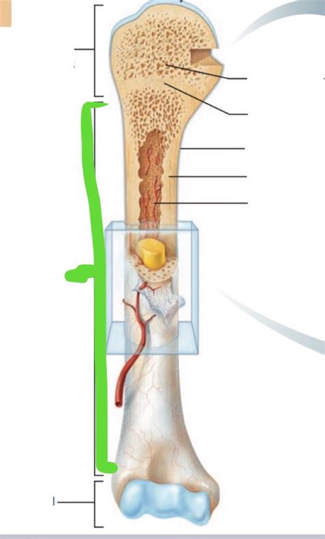 Bone Tissue Structure Flashcards Memorang