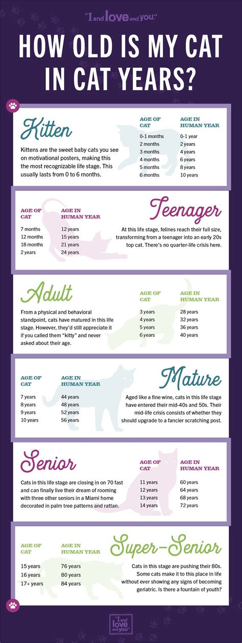 Cat Age Chart Calculate Your Cats Age In Human Years Cat Years Cat