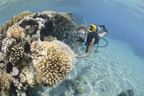 Plongeur Autonome De Femelle Adulte Dans Le Bikini Image stock Image du corail récif 16385387