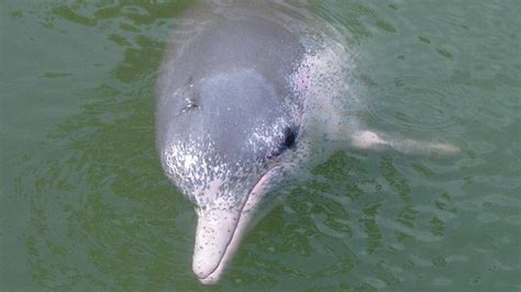 Pink dolphins in danger: Pollution putting Hong Kong's Chinese white ...