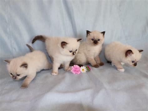 Chceme koťátko :: Chovatelská stanice Ragdoll cats Lawren CZ