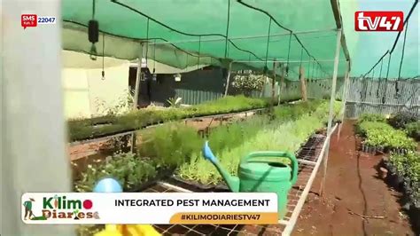 Kilimo Diaries Integrated Pest Management Youtube