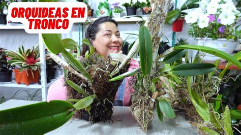 Forma Correcta De Cultivar Orquideas En Tronco Para Que Te Florezcan