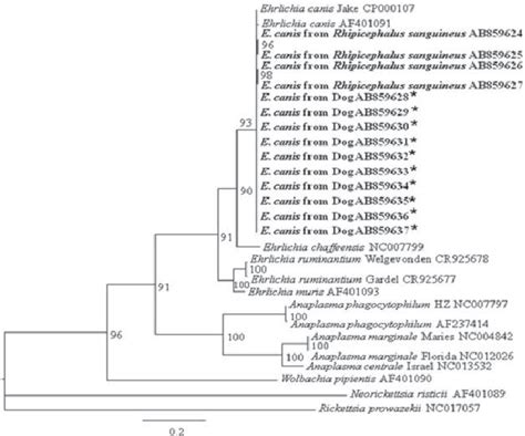 Phylogenetic Analyses Of Ehrlichia Canis Based On The RNA Polymerase