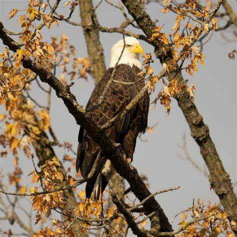 American Bald Eagle: Conservation Success Story