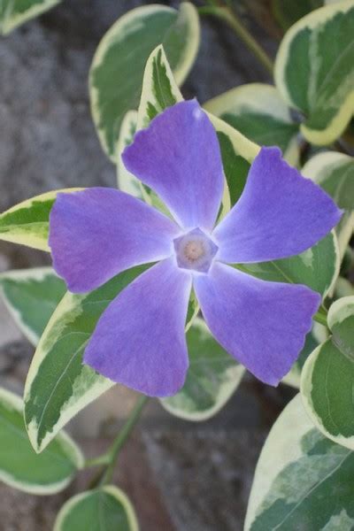 Buy Variegated Bigleaf Periwinkle Vinca Major Variegata For Sale Online