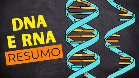 DNA E RNA PRINCIPAIS informações sobre os ÁCIDOS NUCLEICOS YouTube