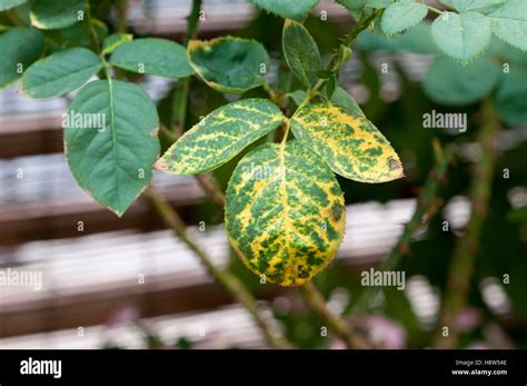 Rose mosaic virus hi-res stock photography and images - Alamy