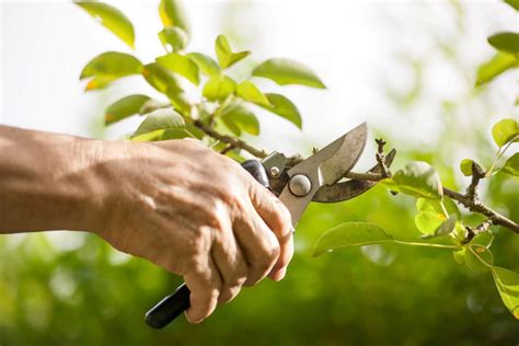 6 Pruning Tips For A Beautiful And Lush Garden Pure Home Improvement