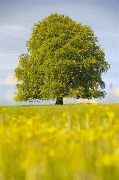 Nica Rvore De Faia Na Queda Foto De Stock Imagem De Grama C U