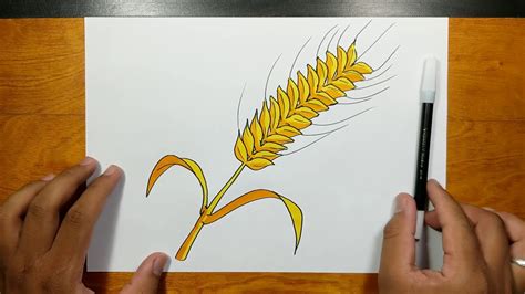 How To Draw And Coloring Wheat Step By Step Youtube