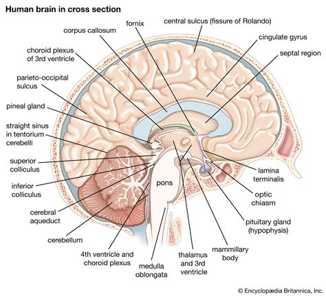 Corpus Callosum Brain Structure Neural Pathway Interhemispheric