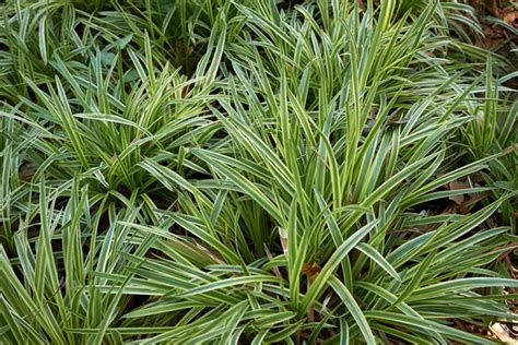 Green Outdoor Plants