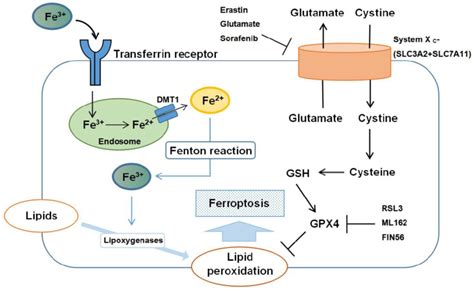 Schematic Representation Of The Mechanism Of Ferroptosis Ferroptosis