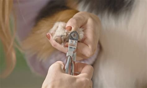 How To Properly Trim Dog Nails A Complete Guide Peteast